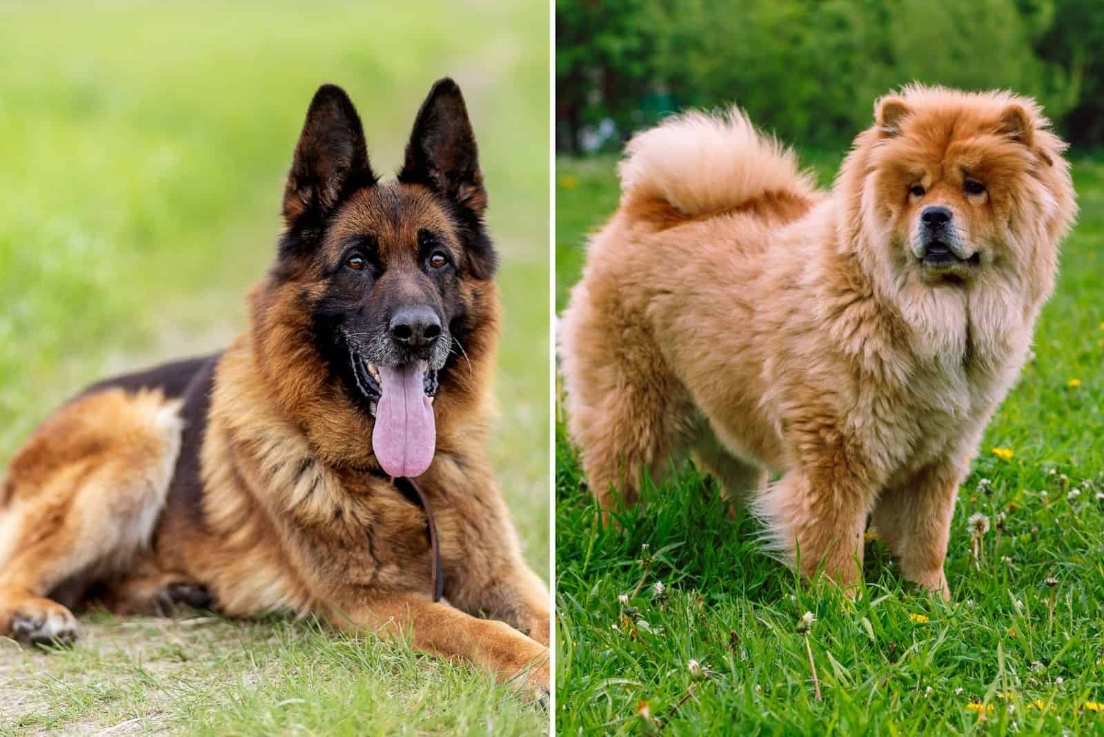 German Shepherd and Chow Chow