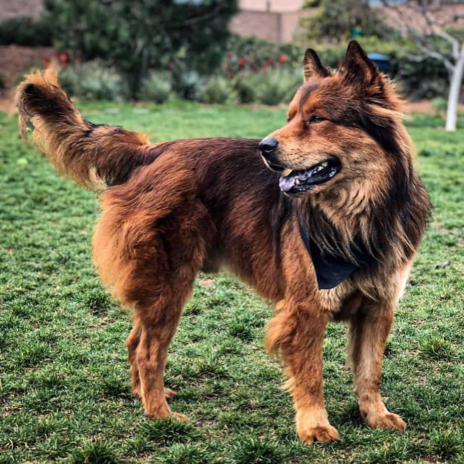 german shepherd chow mix