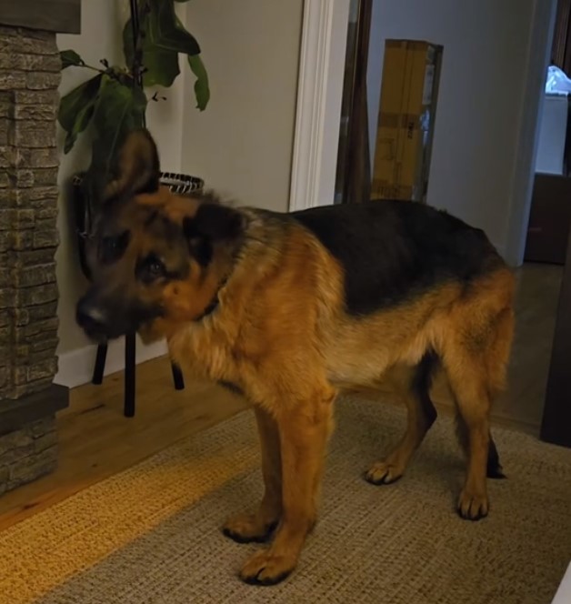 German Shepherd in house