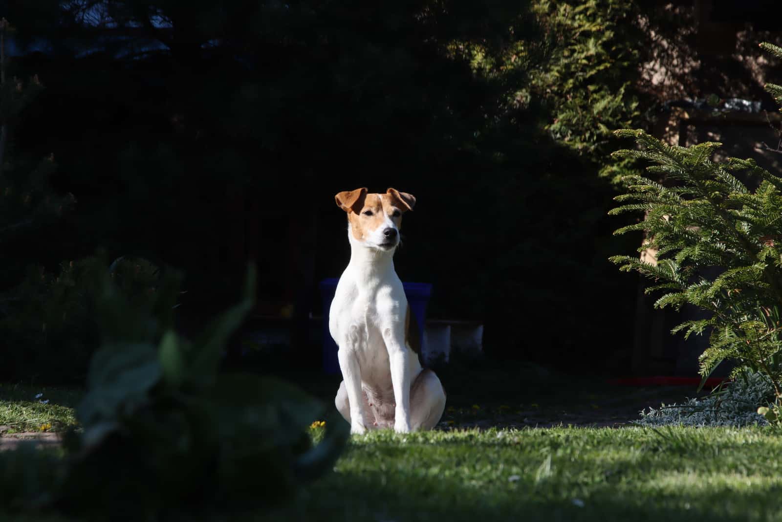 German Shepherd Jack Russell