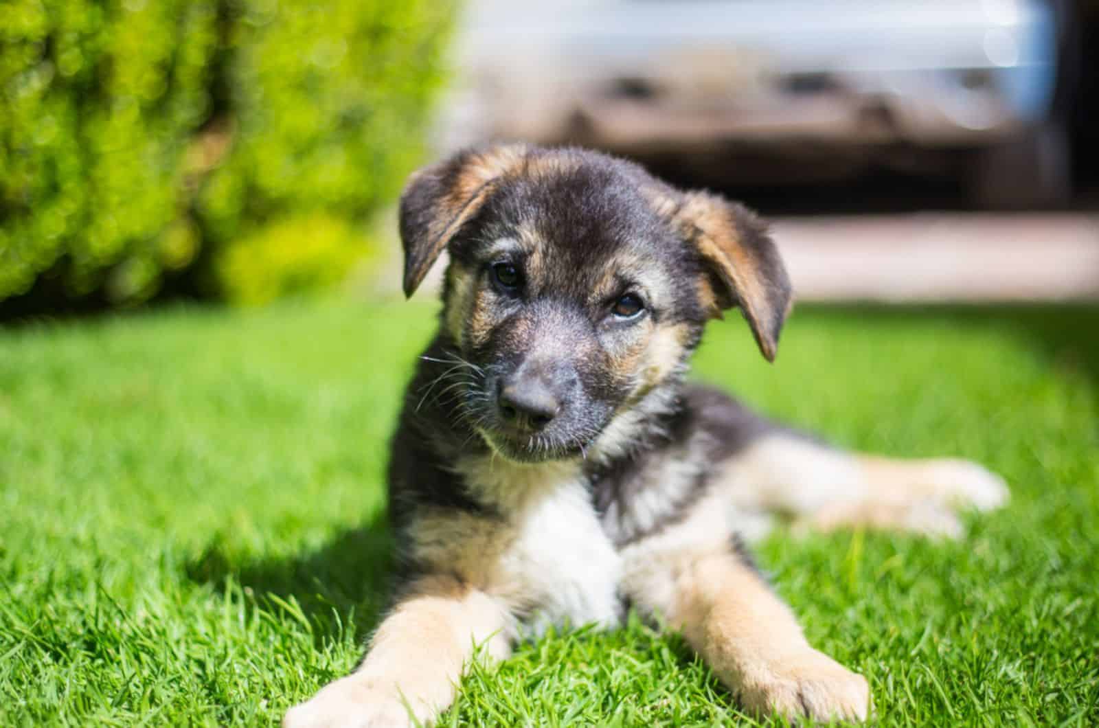 german shepherd puppy lying on the grass