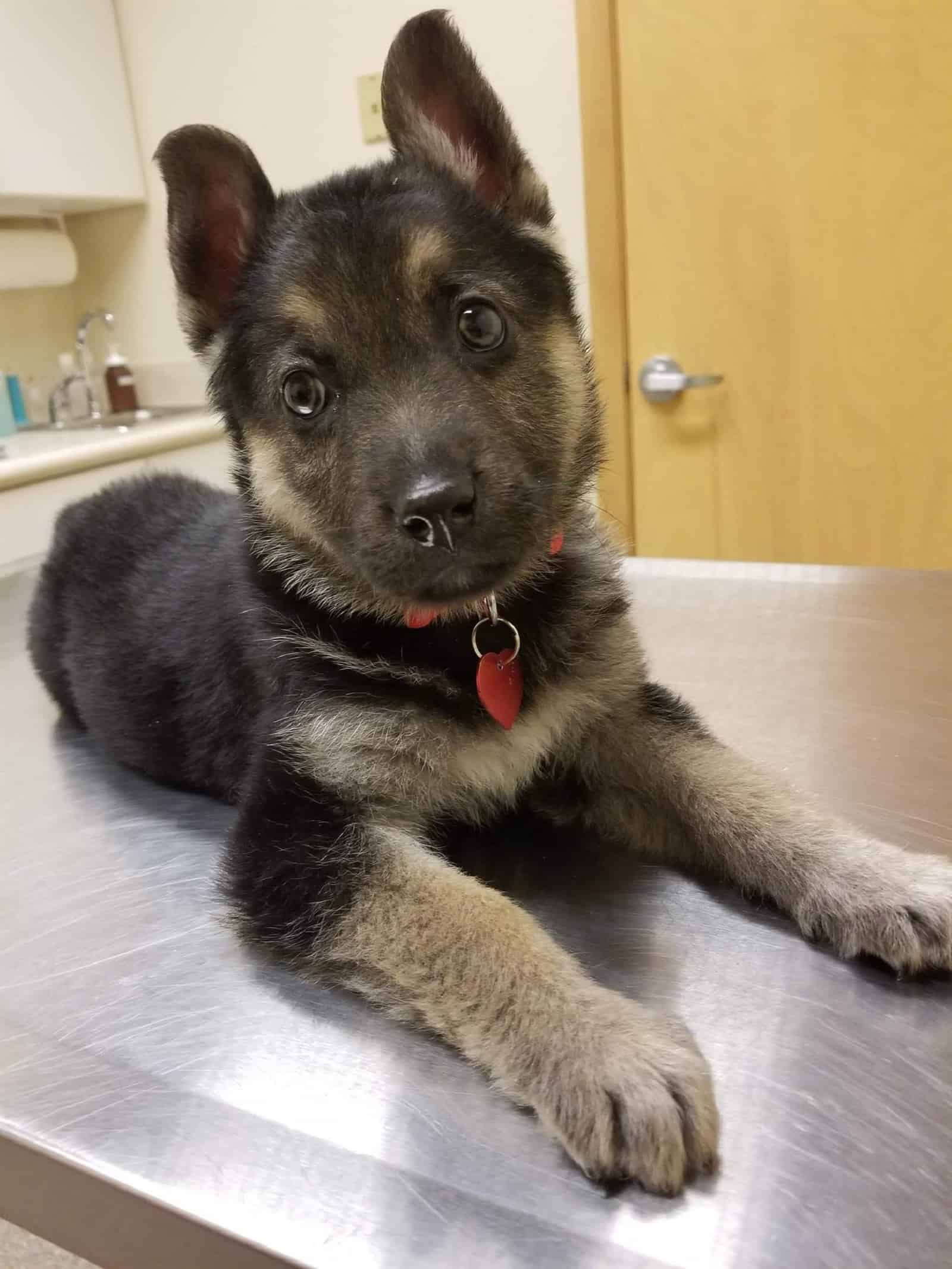 german shepherd puppy lying on the table at vet