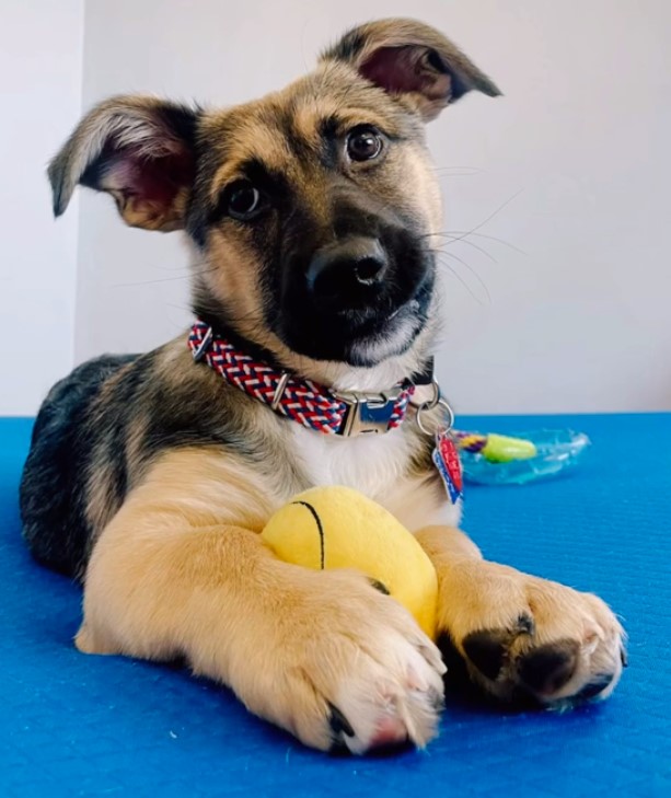 german shepherd puppy with ball