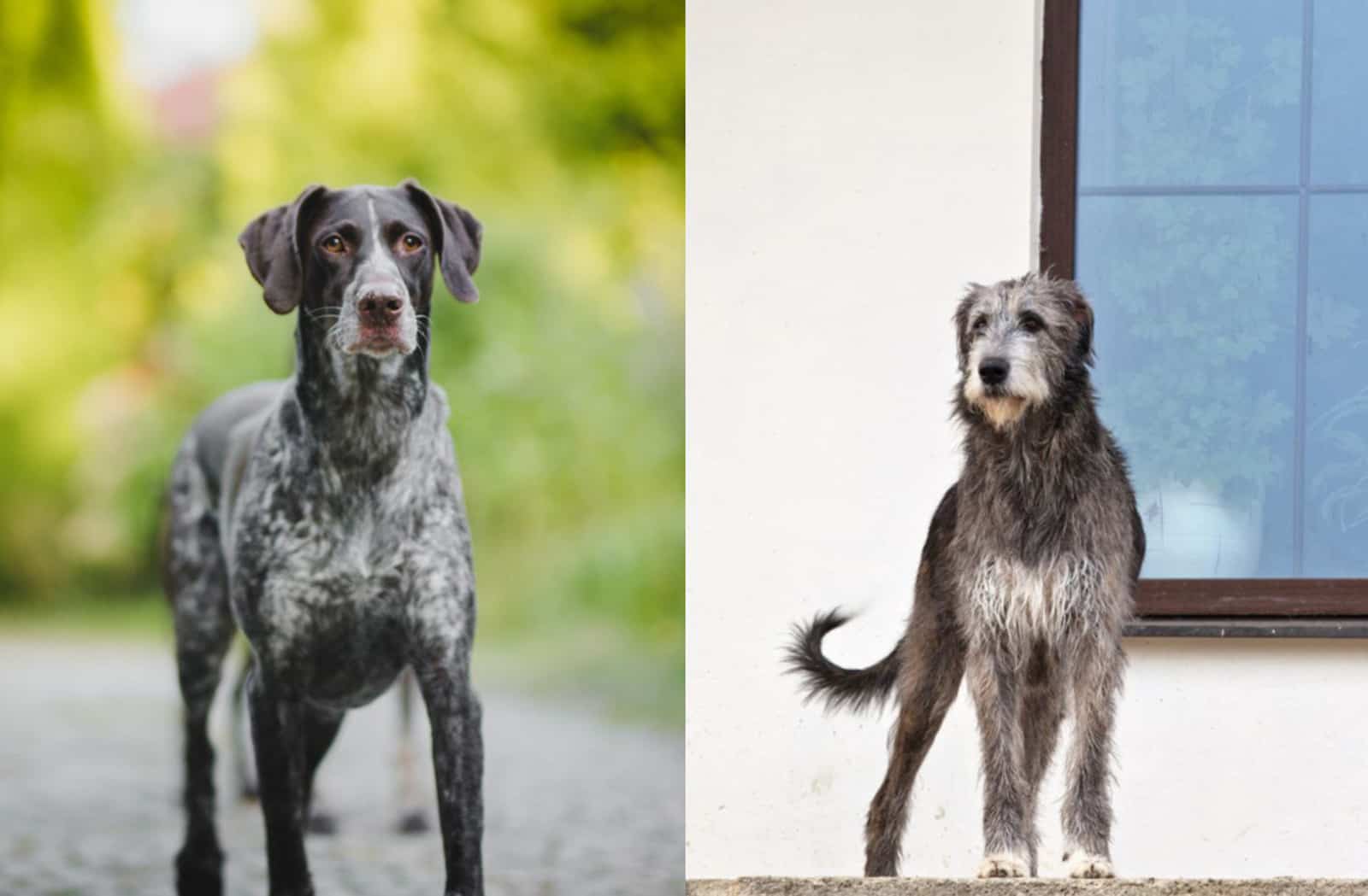 german wirehaired pointing wolfhound