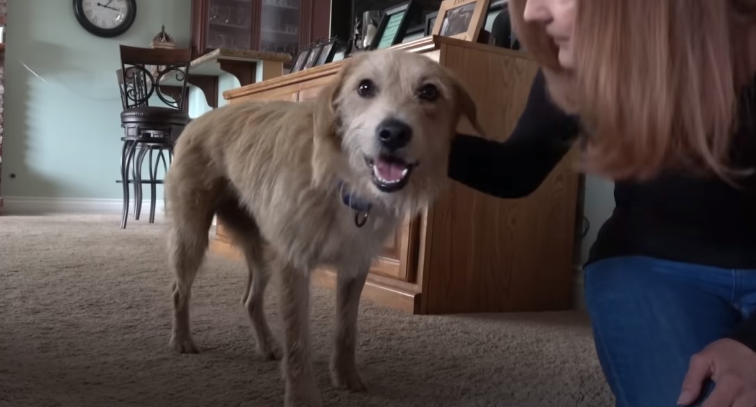 girl and dog in the house