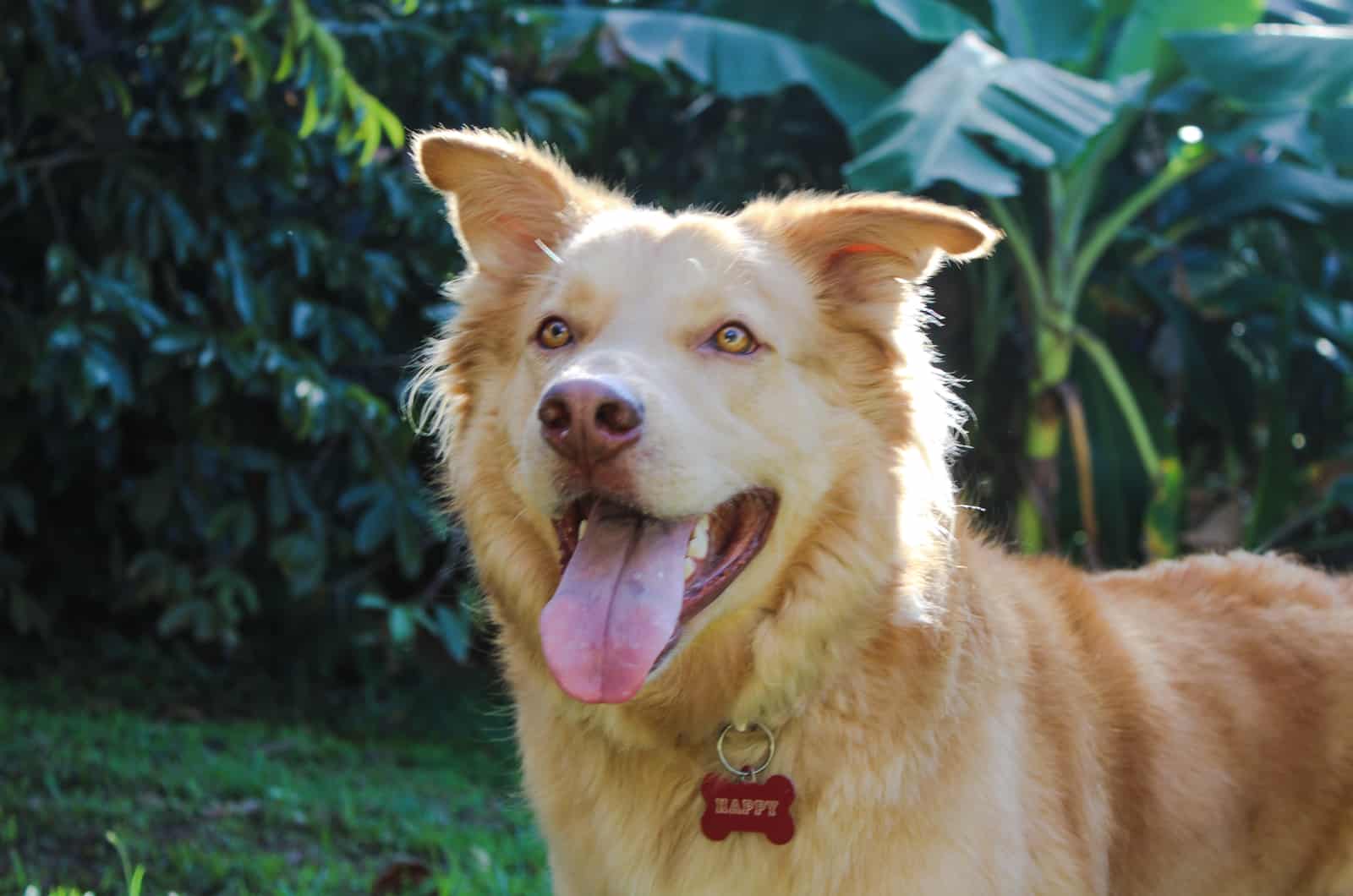 Goberian dog (husky and golden retriever mix) red nose and golden eyes