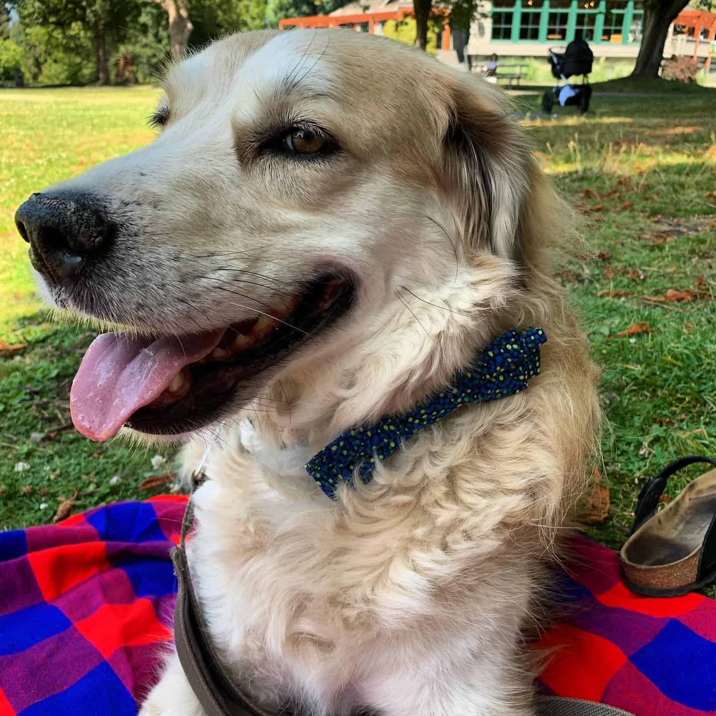 Golden Anatolian in the park