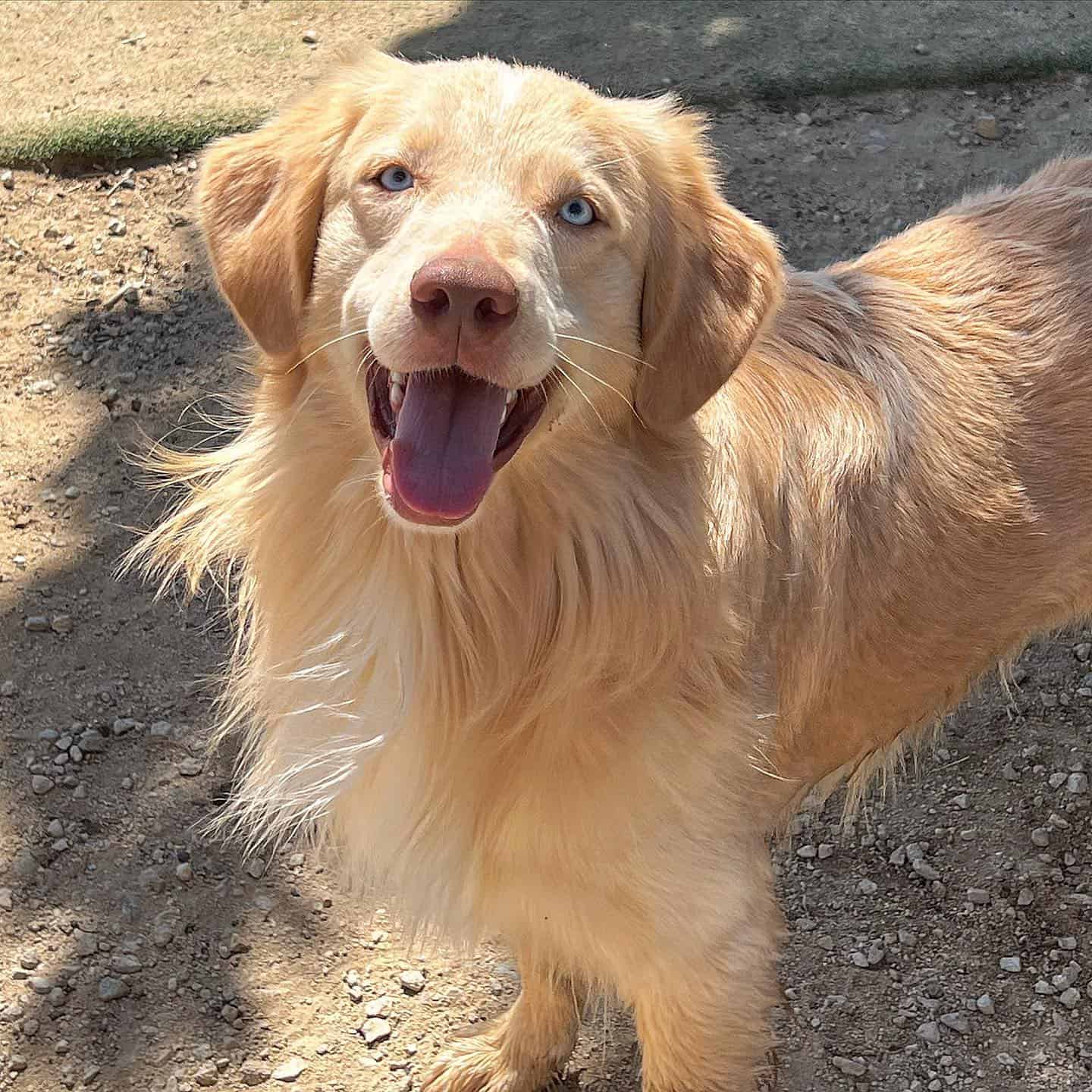 Golden Aussie dog