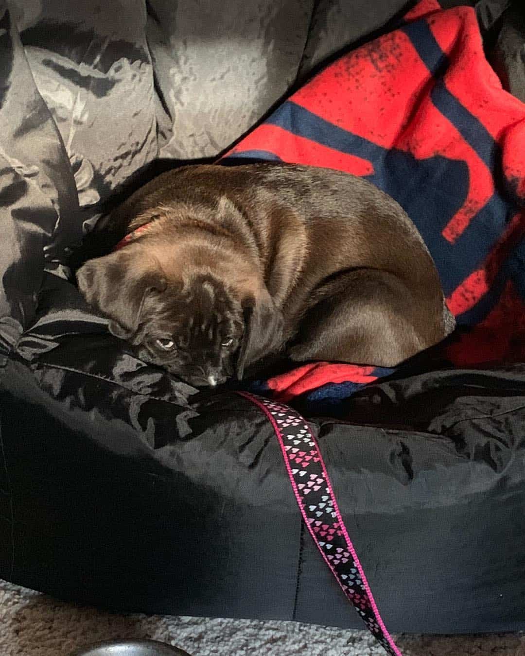 Golden Bulldog laying in the bed