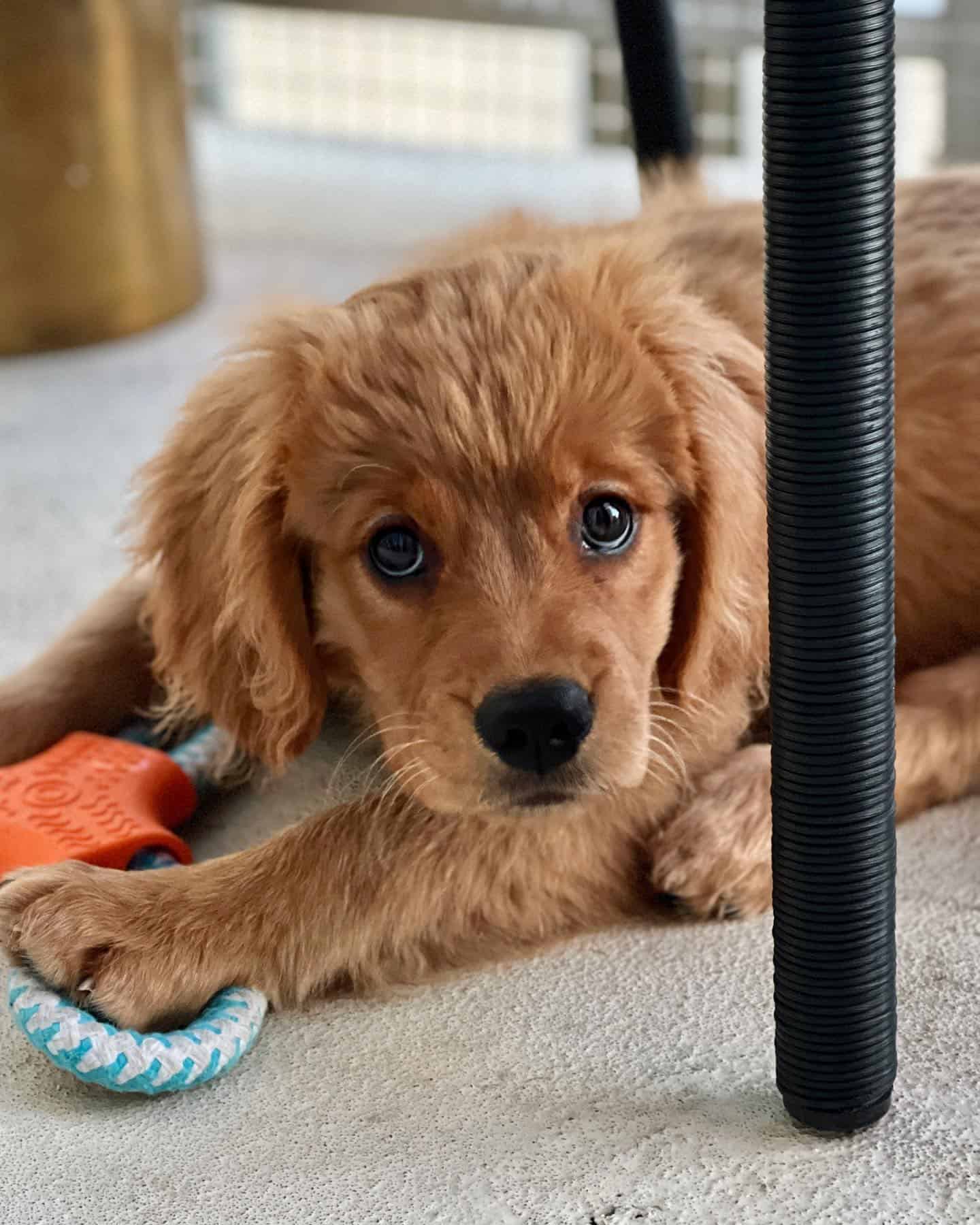 Golden Cavalier puppy