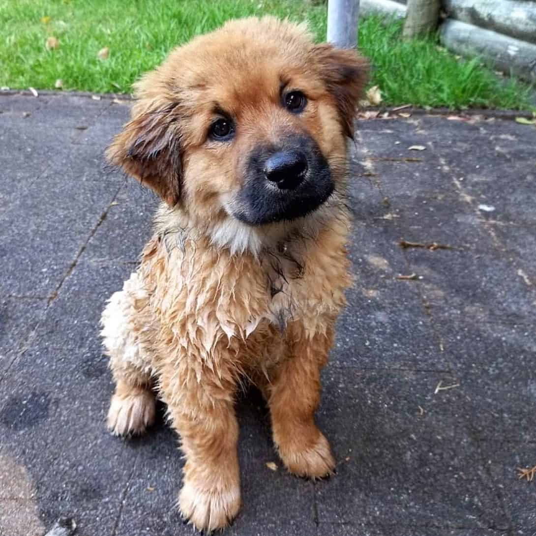 Golden Chow Retriever puppy