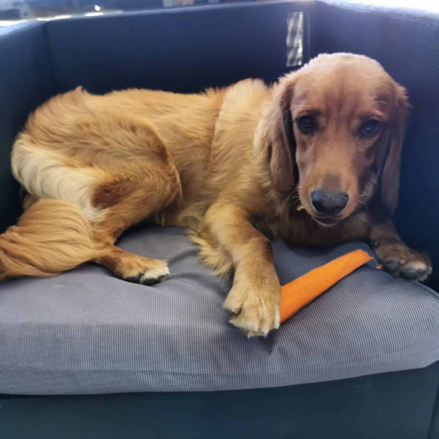 Golden Cocker Retriever laying on sofa