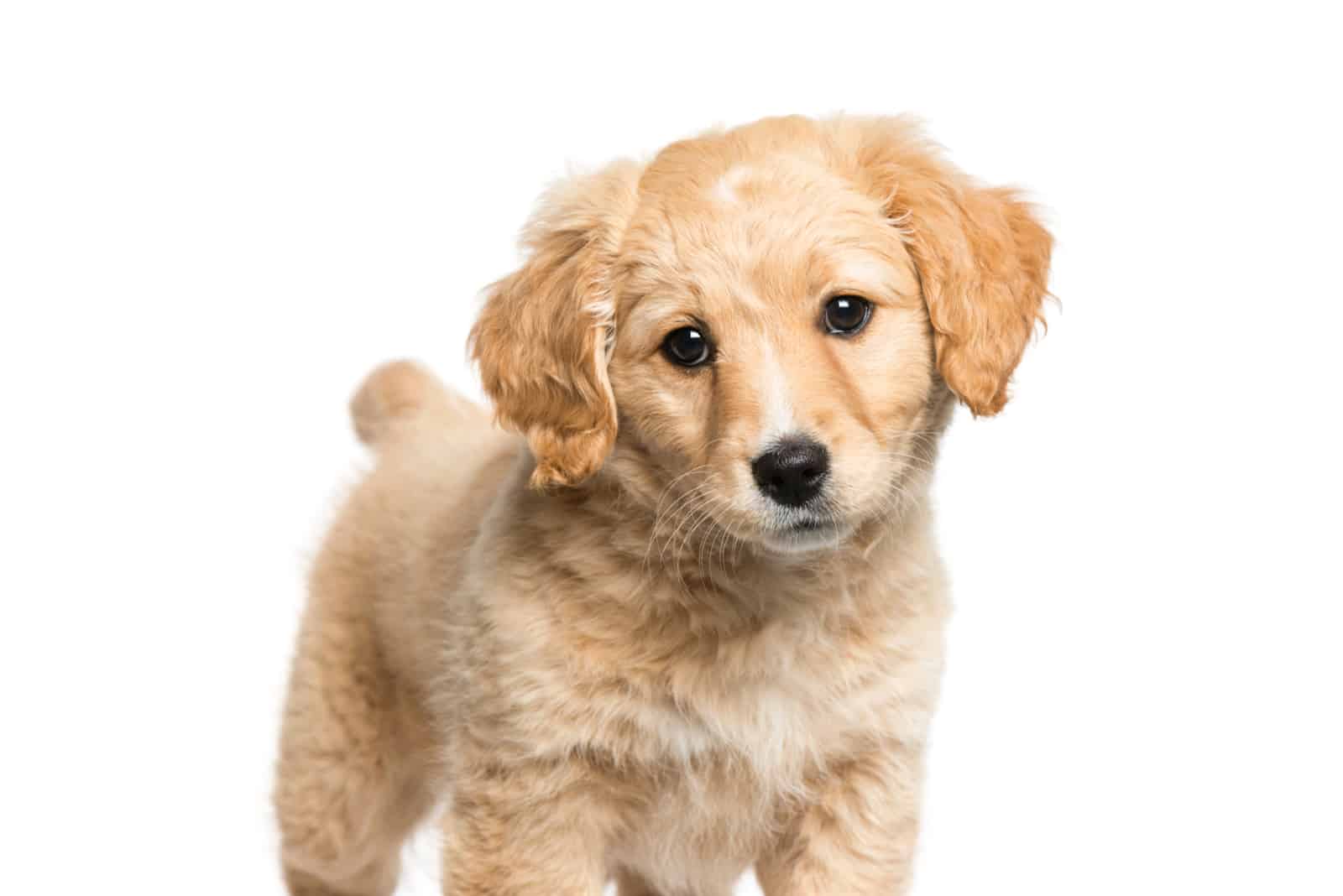 Golden Jack Retriever