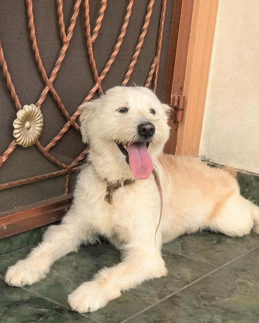 Golden Maltese dog with tongue out