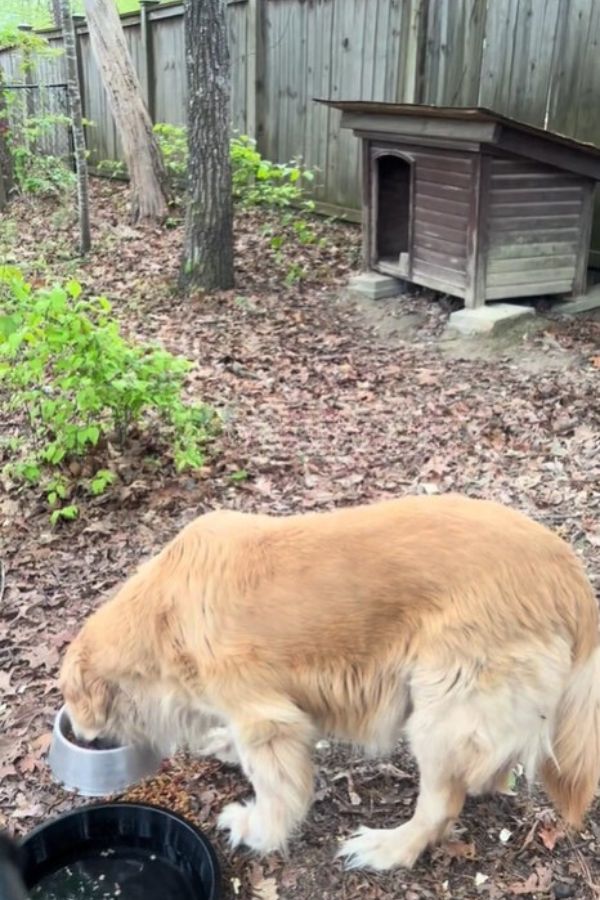 golden retriever eating in the yard