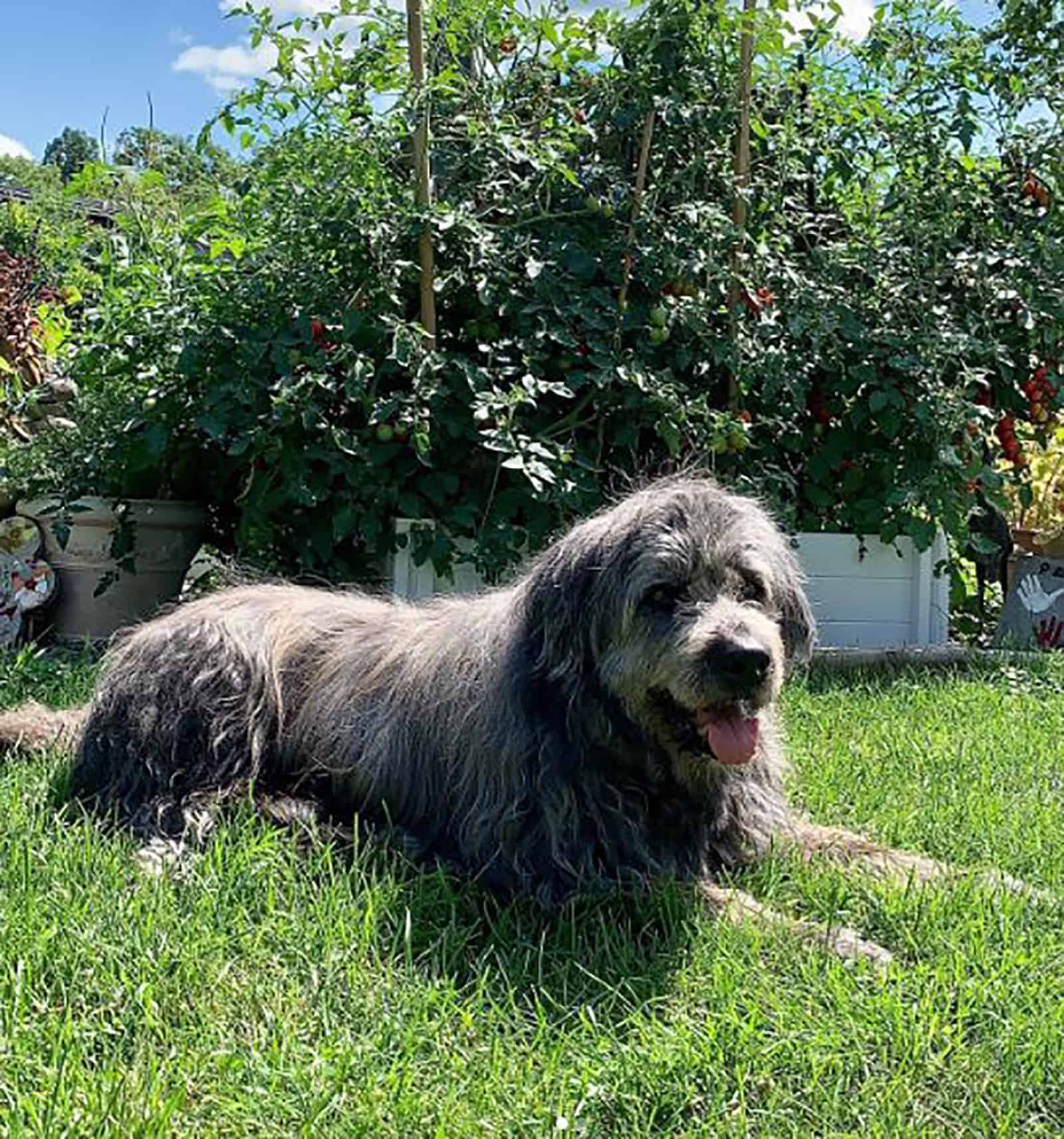 golden retriever irish wolfhound