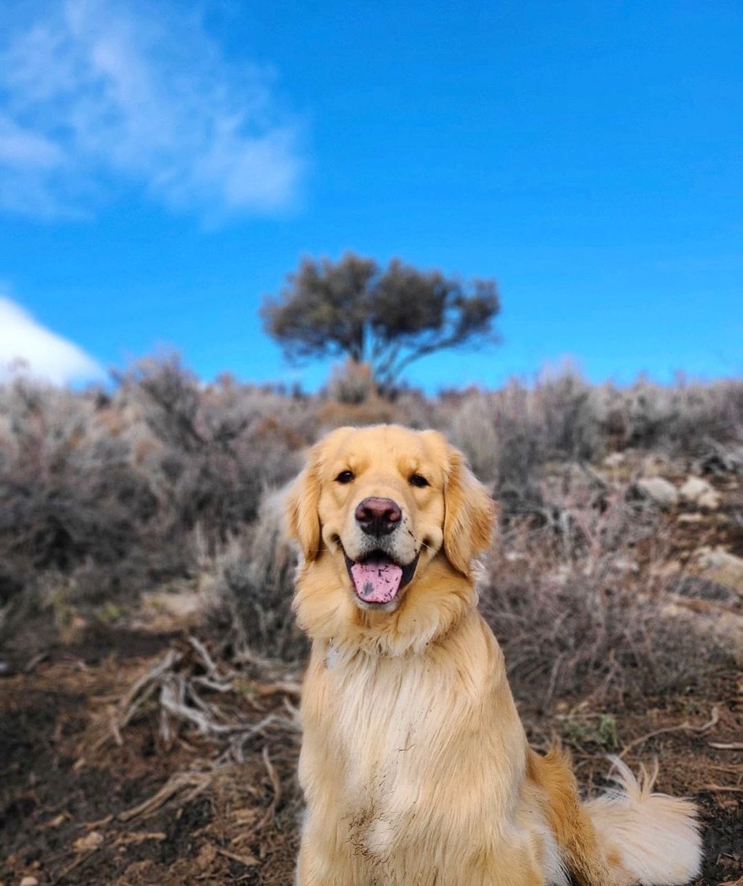 golden retriever named arthur