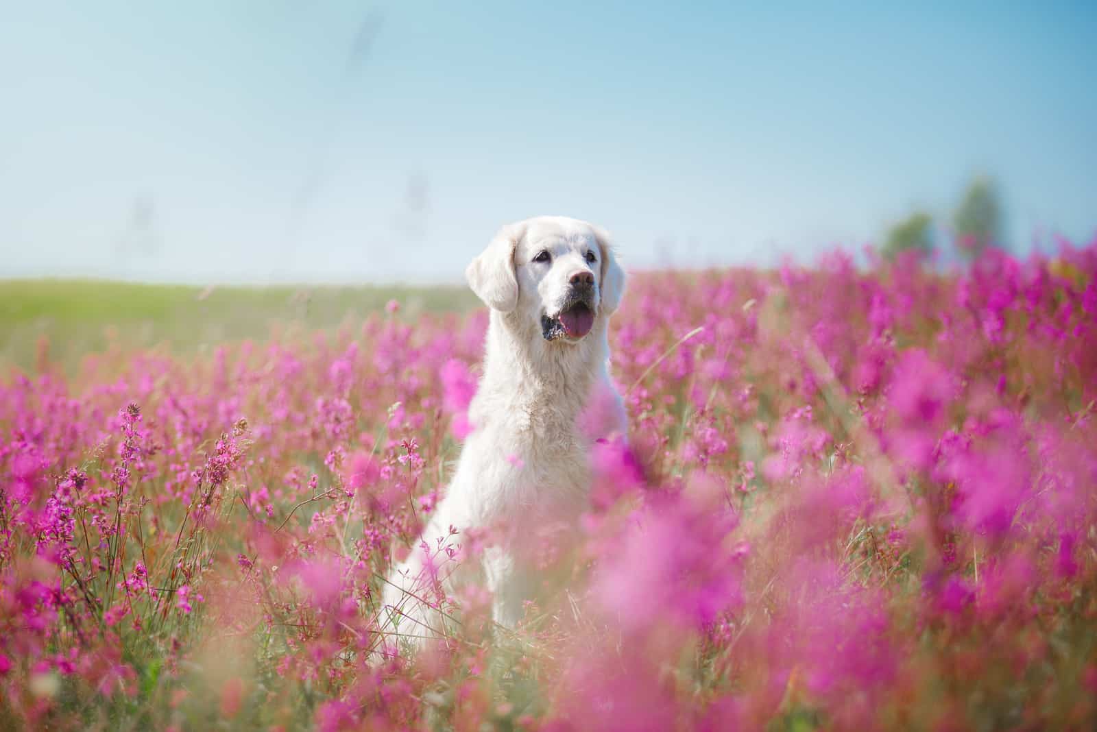 golden retriever sitting in the flower field