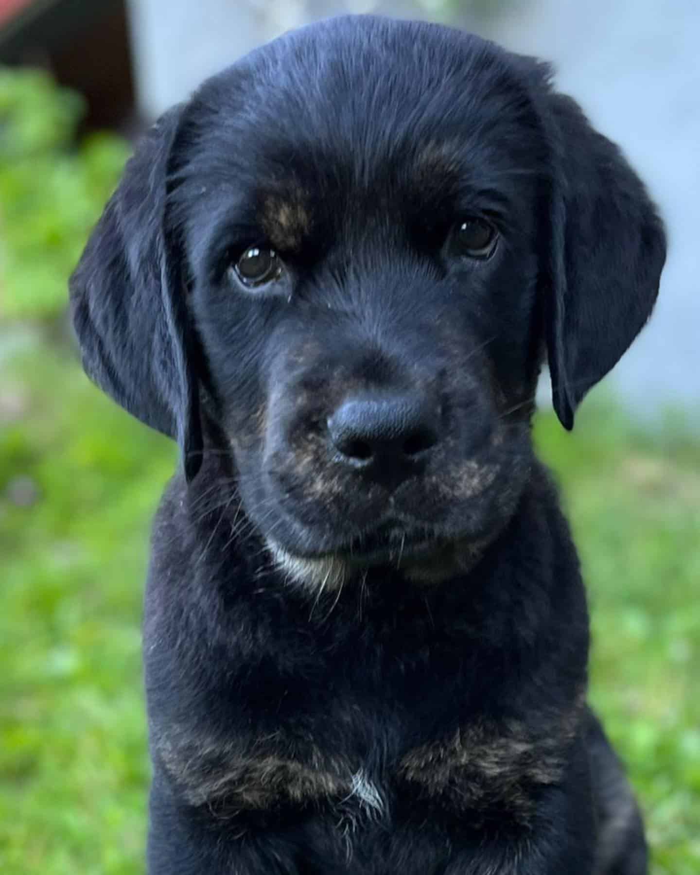 Golden Rottie dog