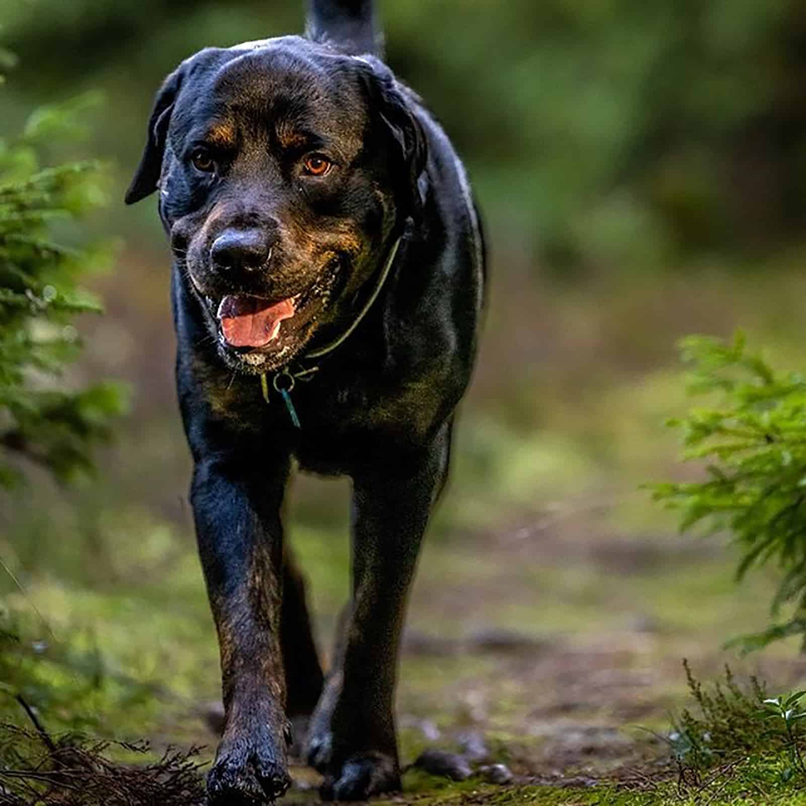 golden rottie walking in nature