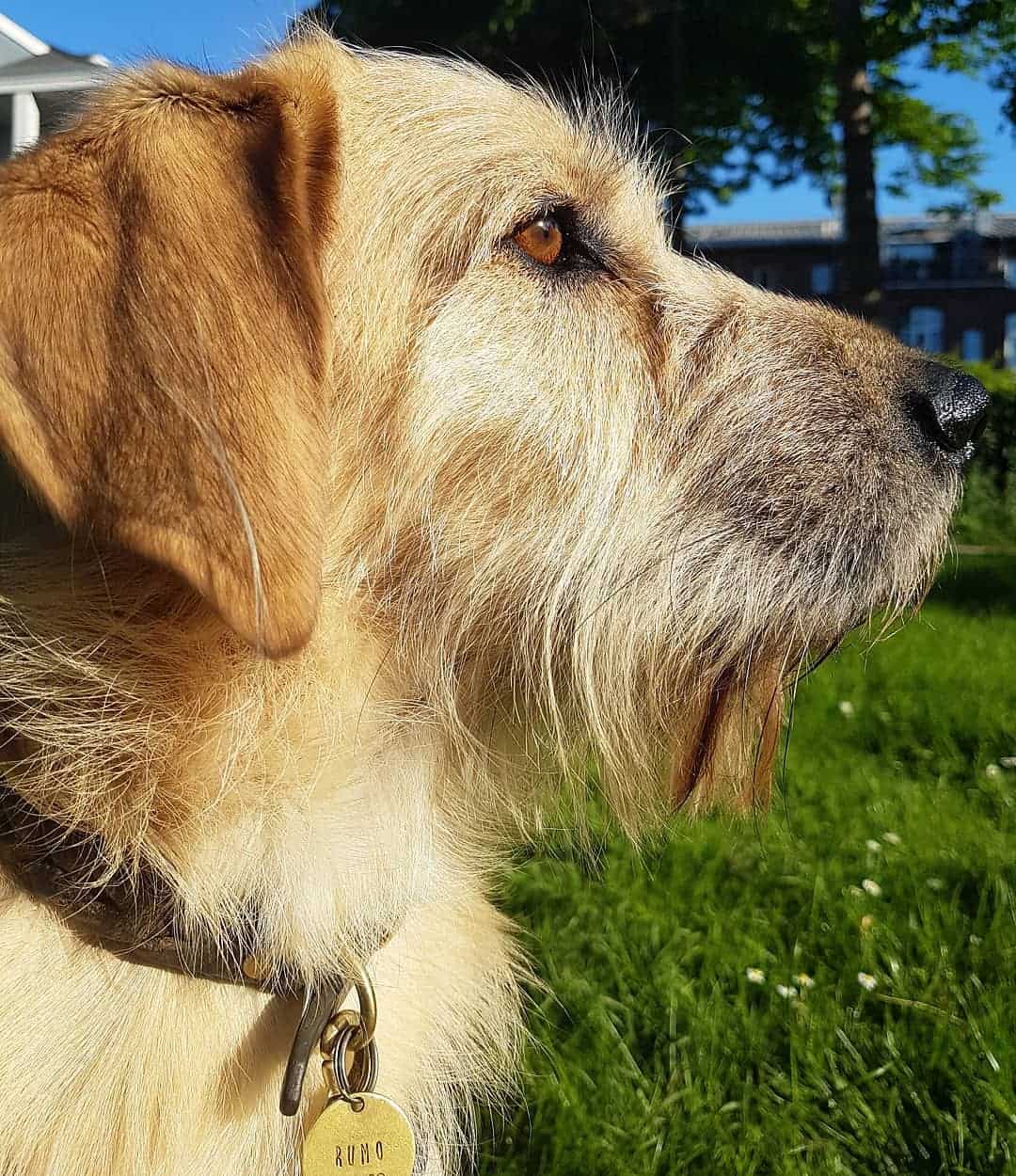 Golden Schnauzer in sunlight