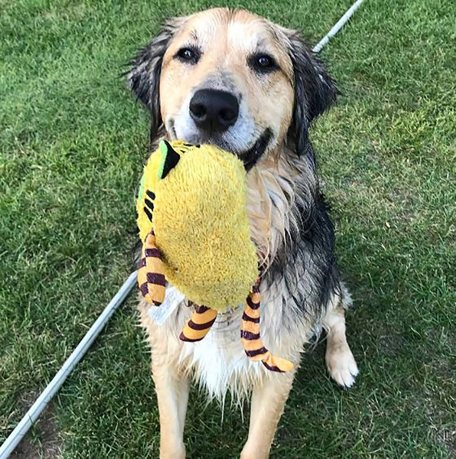 golden sheltie