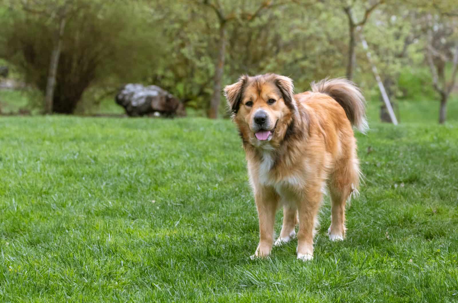 Golden Shepherd standing on the green grass