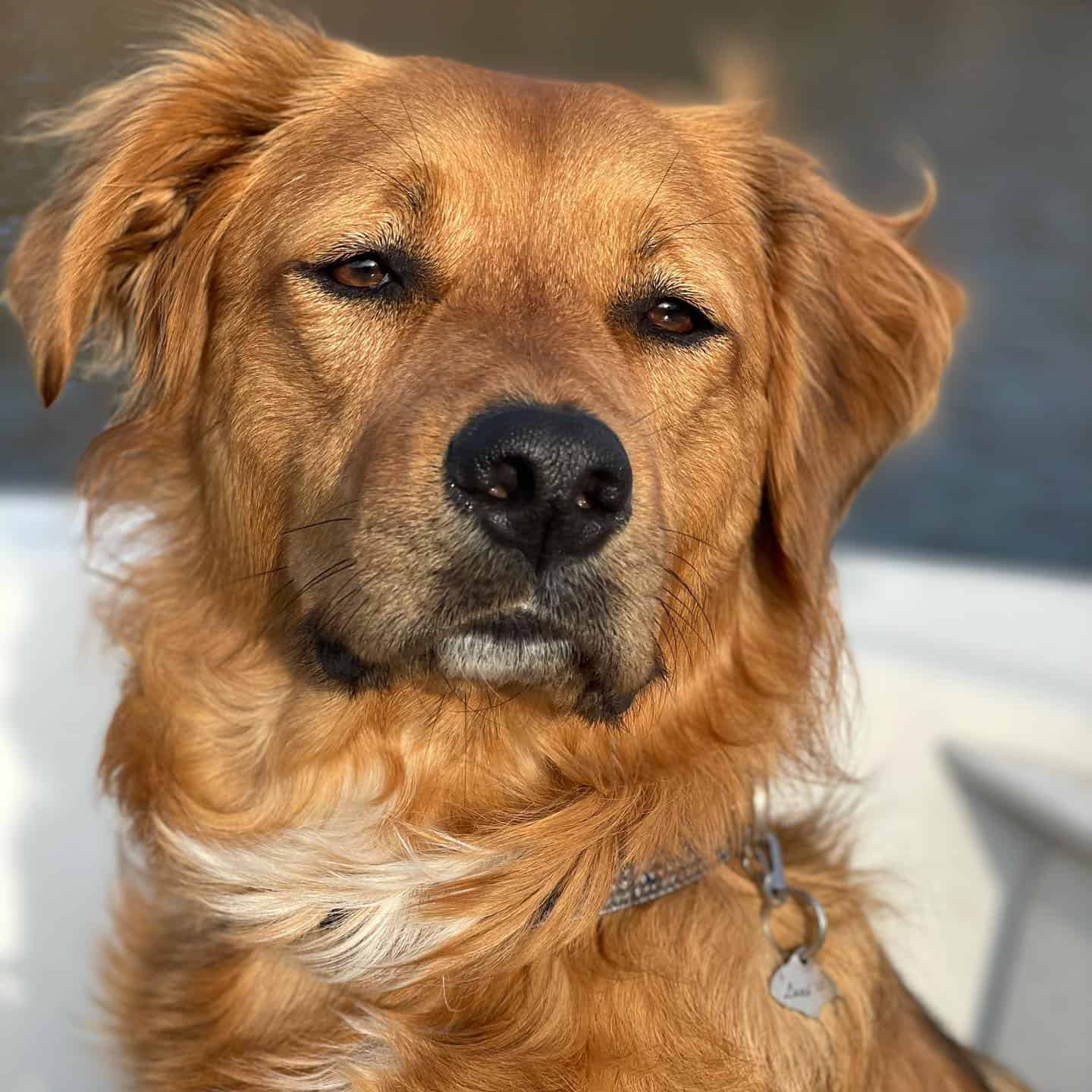 Golden Staffy dog