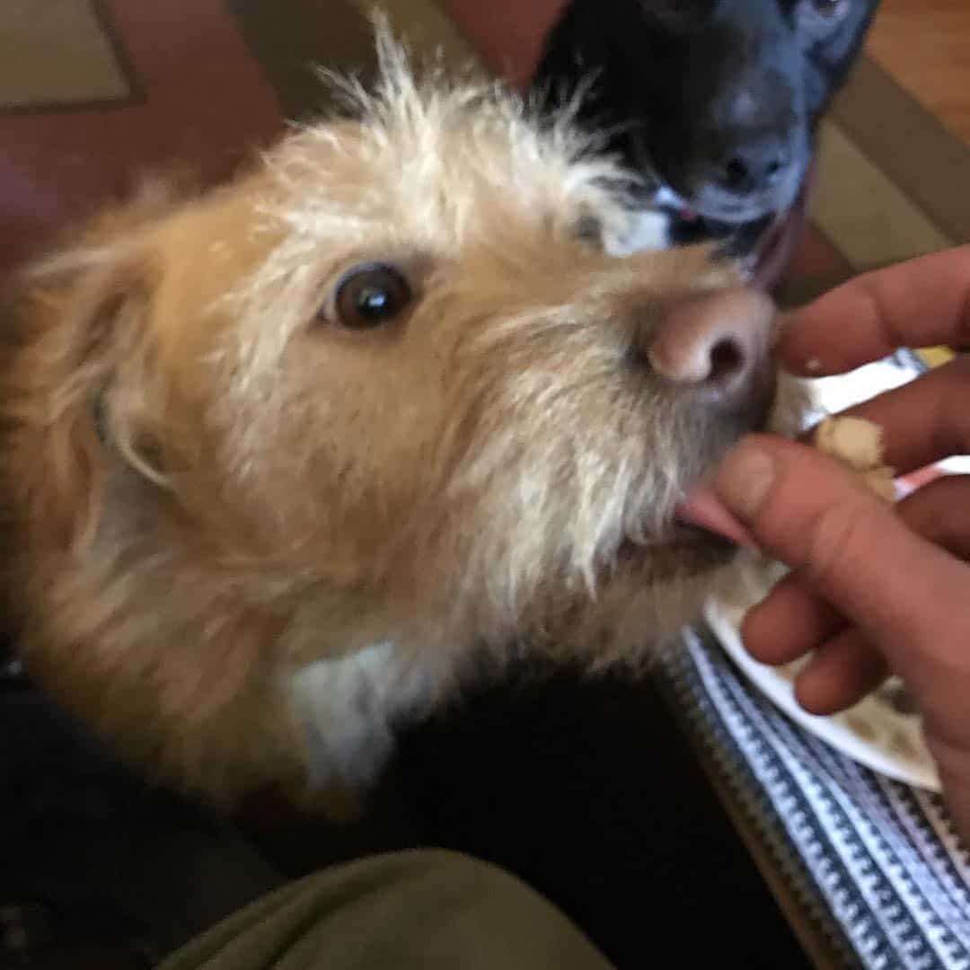 Goldendale dog eating a treat