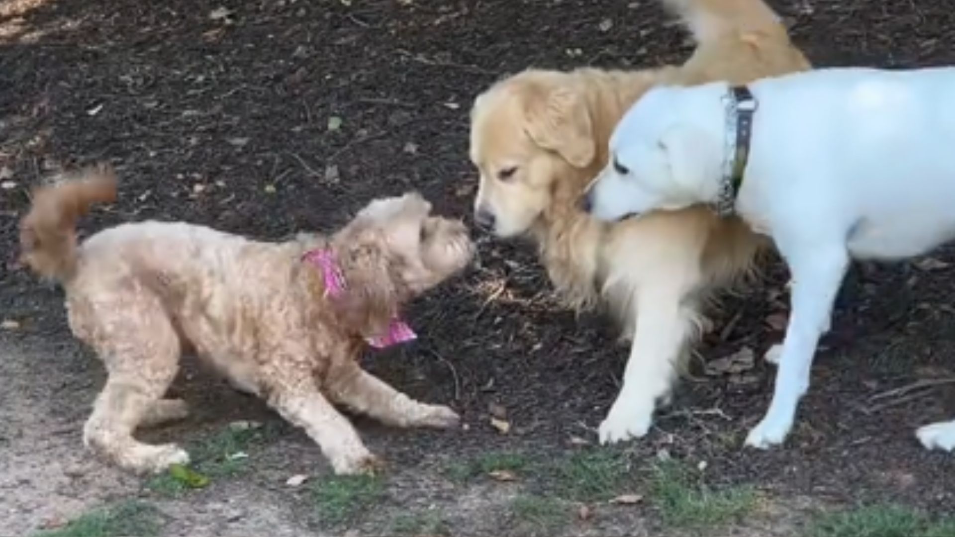 Goldendoodle dog and two dogs