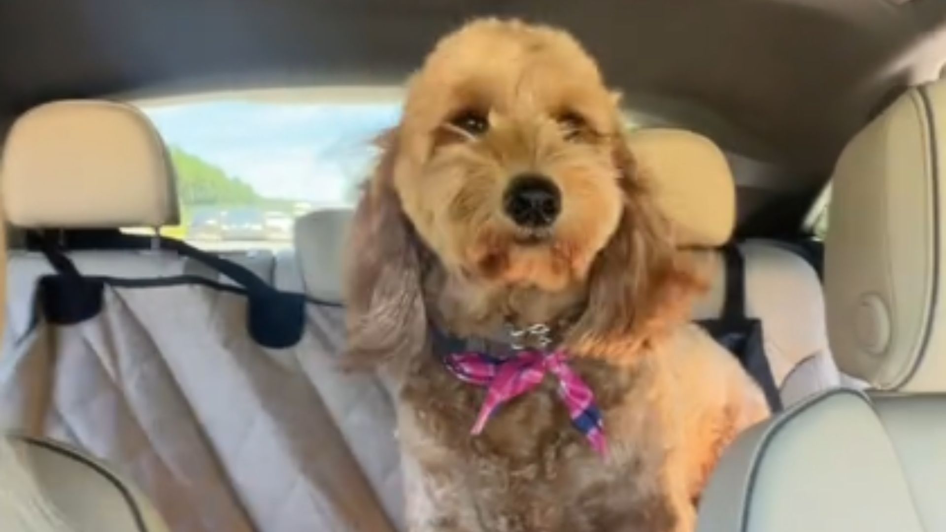 Goldendoodle dog in car