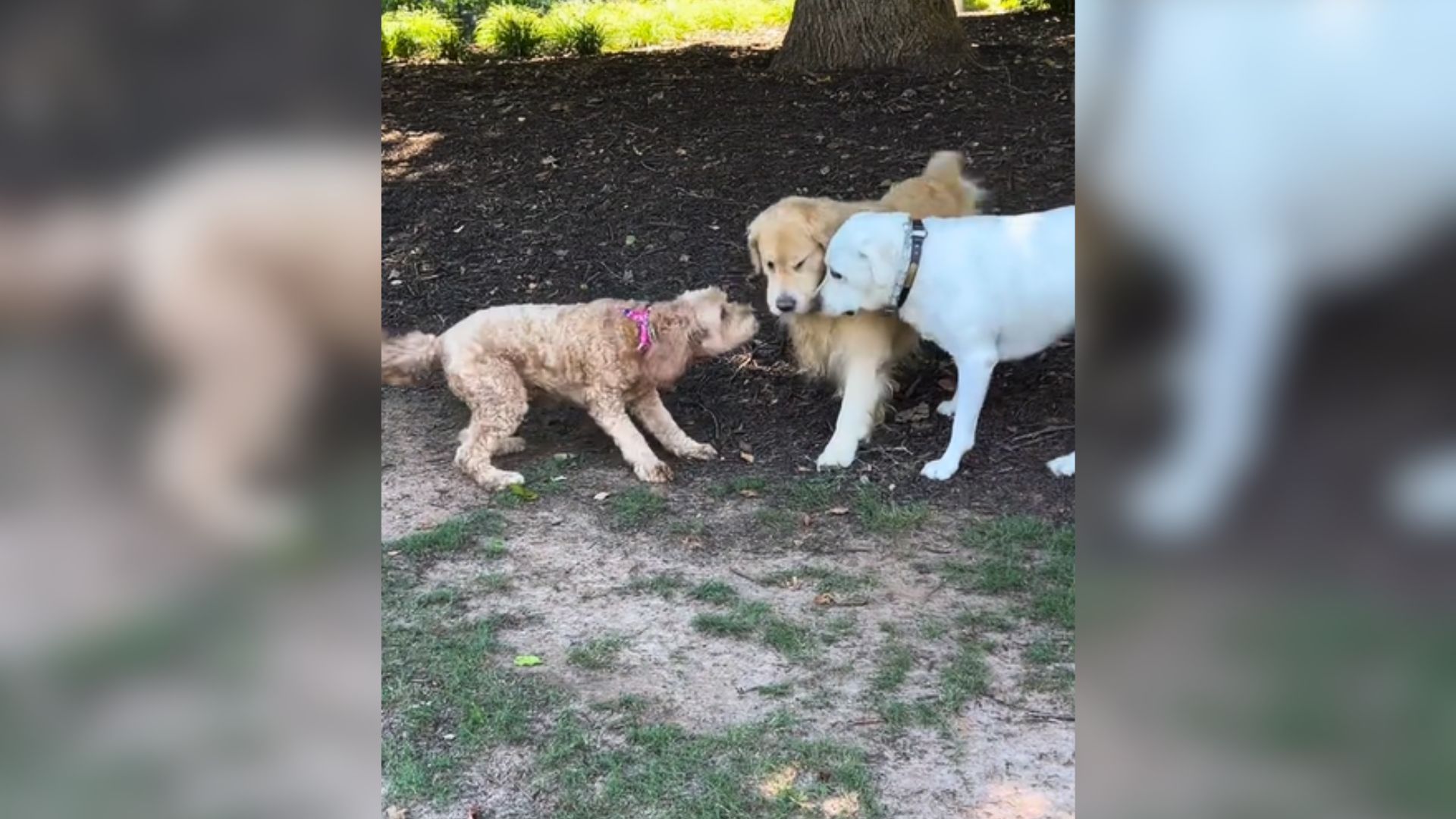 Goldendoodle Meeting Her Old Friends Is The Cutest Thing You’ll See All Day