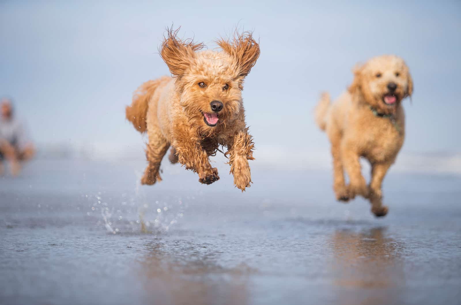 goldendoodle running on seashore