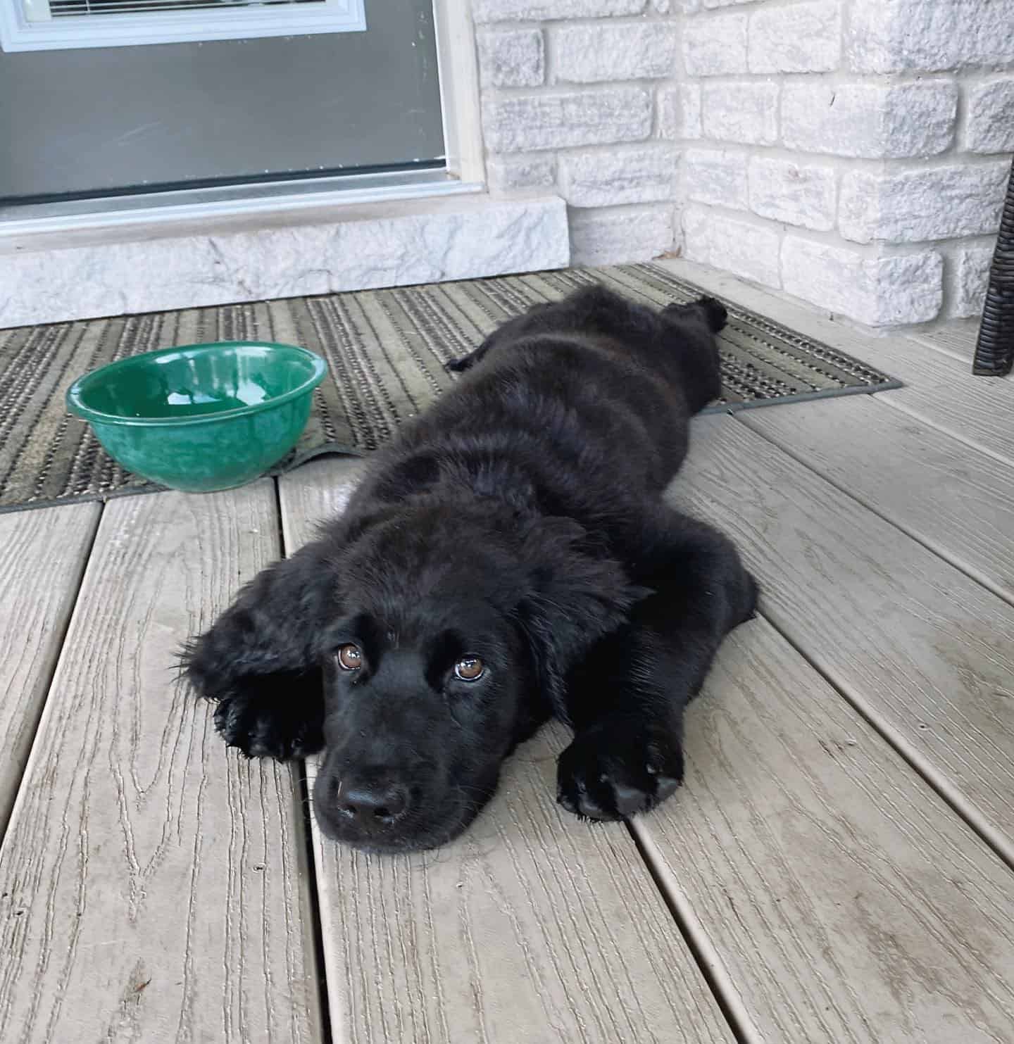 Goldmaraner dog laying on the wooden floor