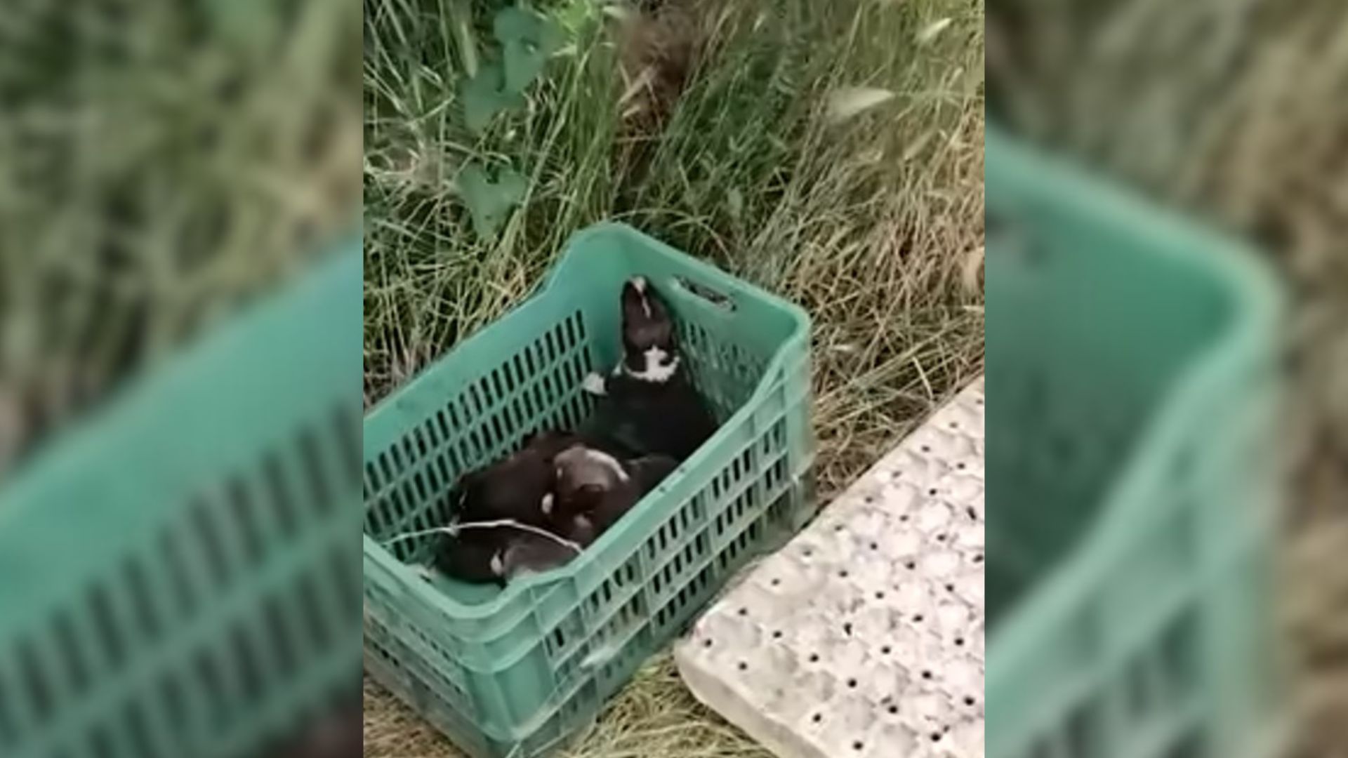 Good Samaritans Found A Box Filled With Puppies Under A Tree And Rushed To Help Them