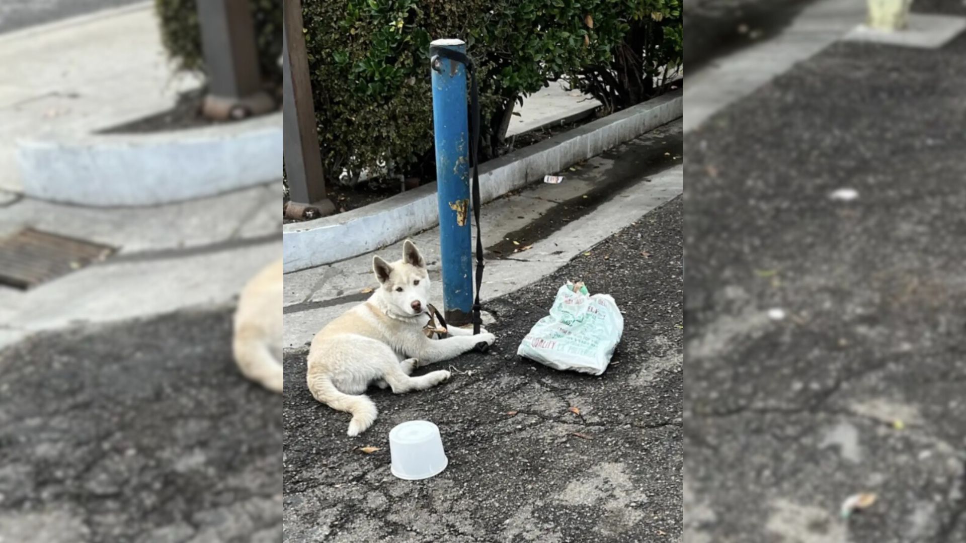 Adorable White Pup Spends Days Tied To A Pole, Until Someone Finally Notices Him