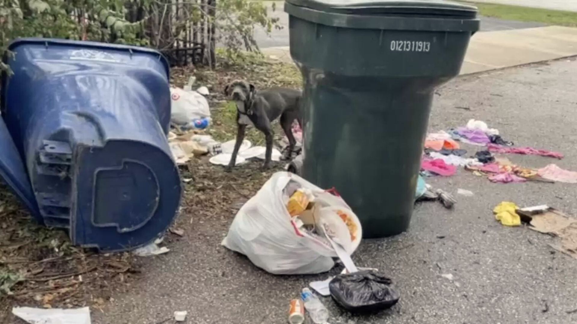 Rescuers Found This Hungry Pup Lying In A Pile Of Trash And Rushed To Help Her