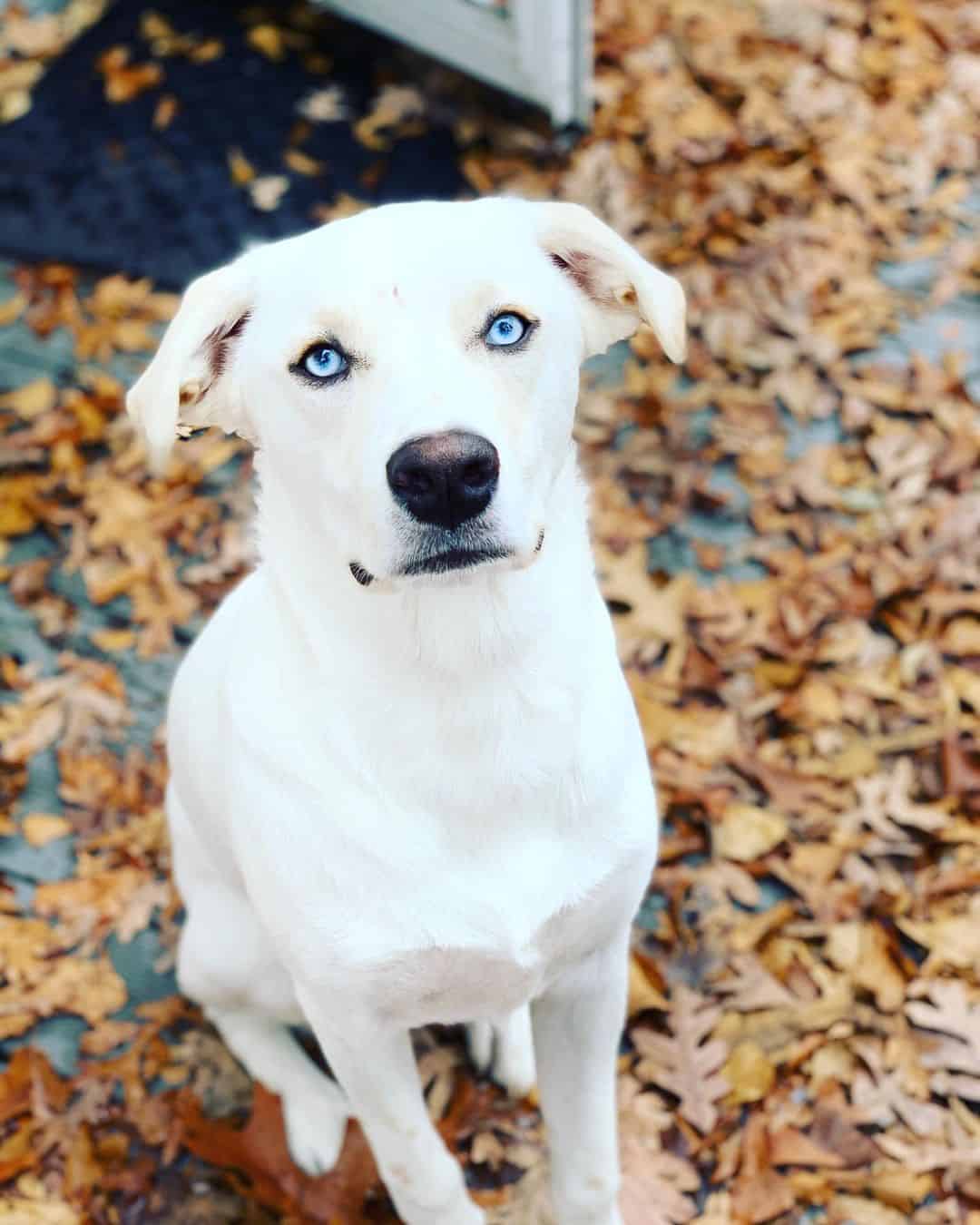 Great Dane Blue Heeler Mix