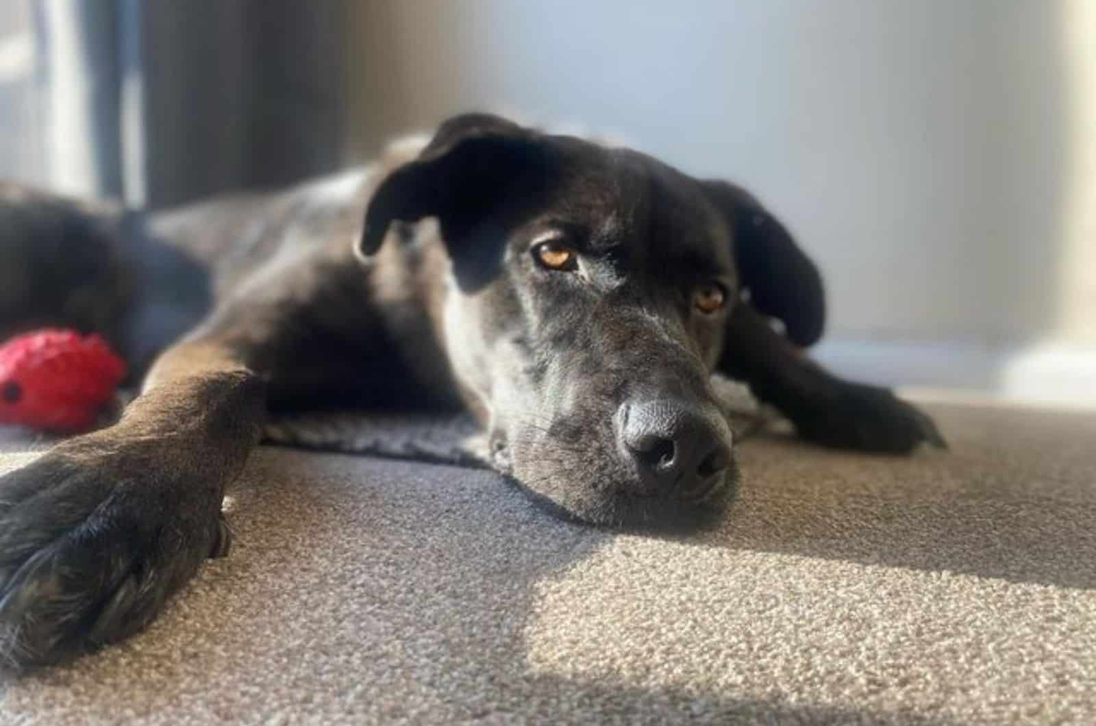 great dane german shepherd dog lying on the carpet