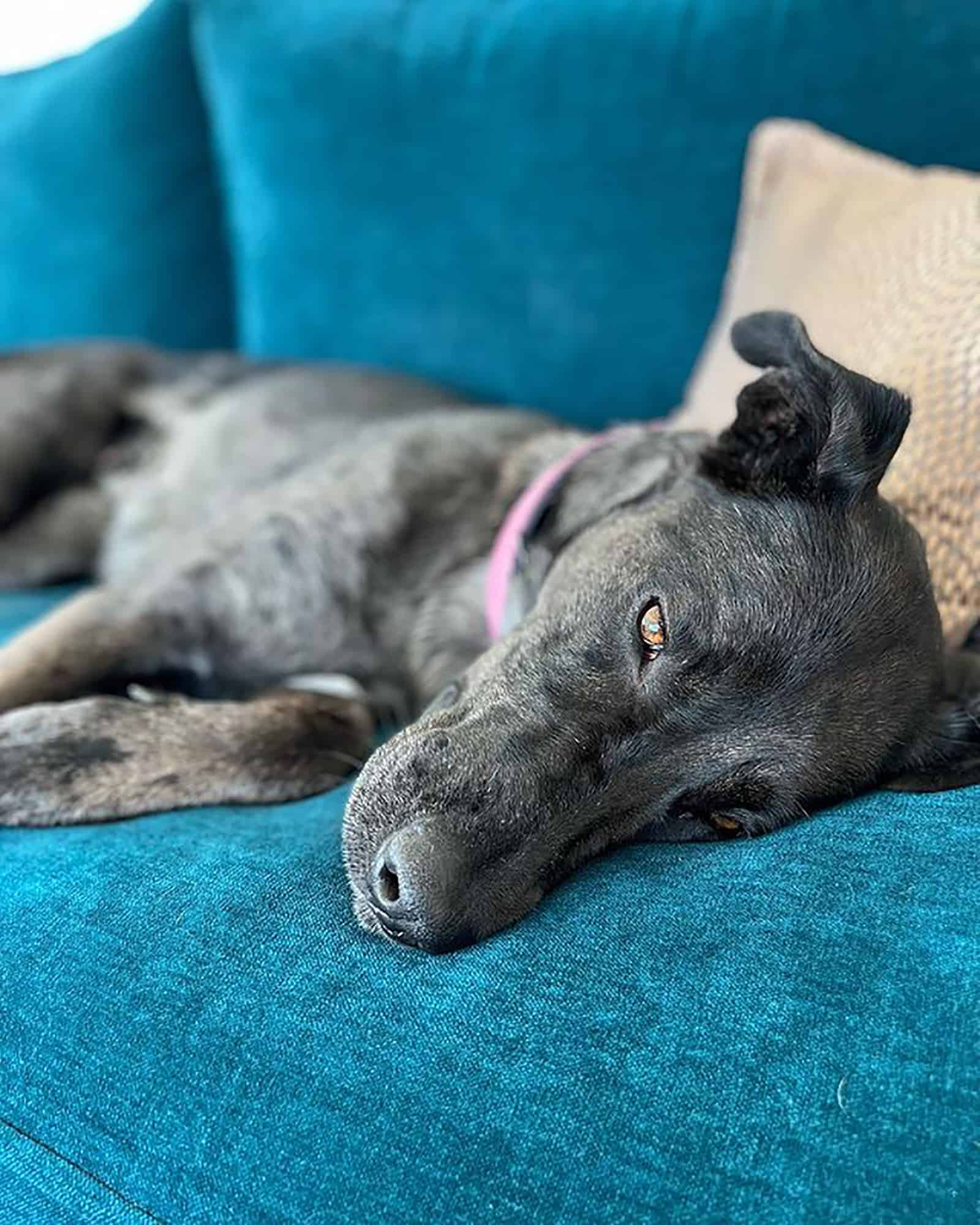 great dane german shepherd dog resting on the couch