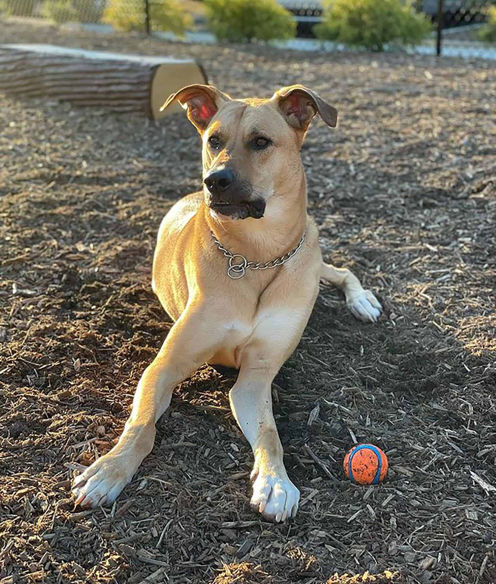 great dane german shepherd mix dog lying on the ground