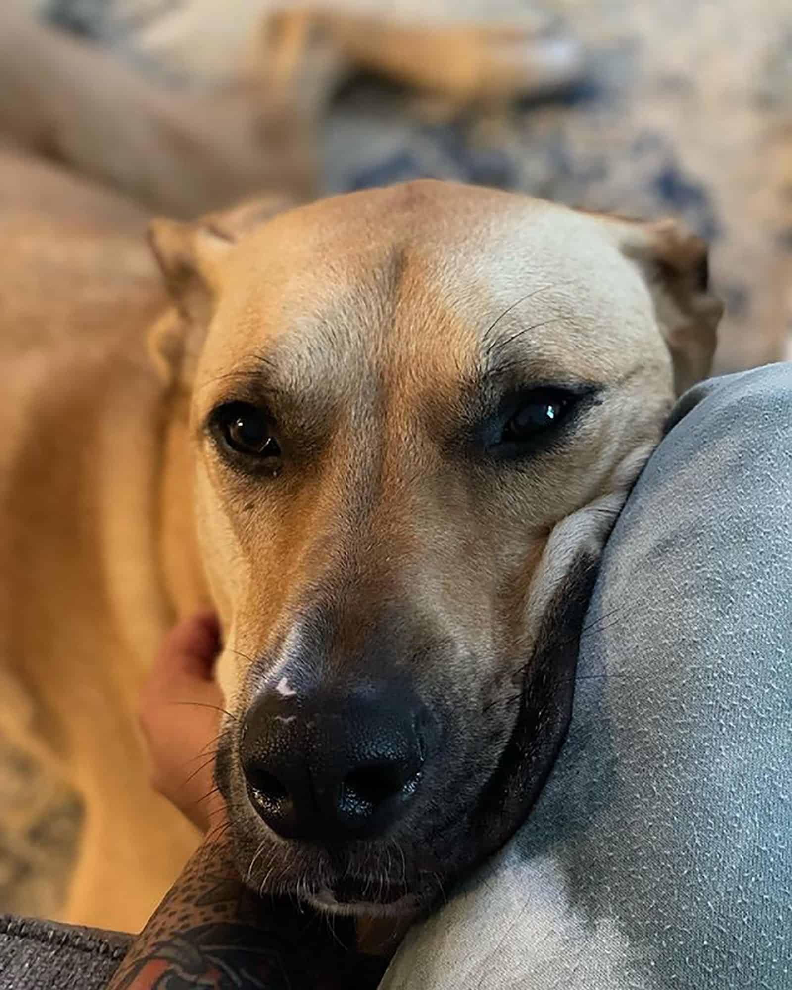 great dane german shepherd cuddling with his owner