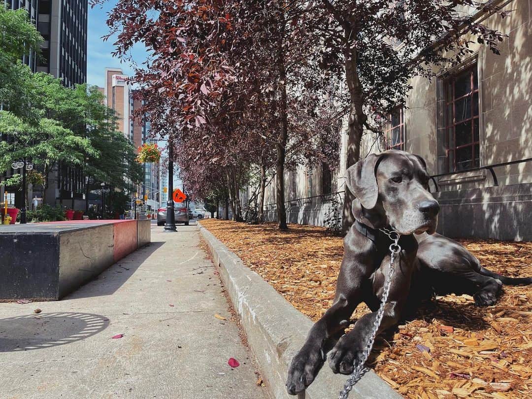 great dane in city