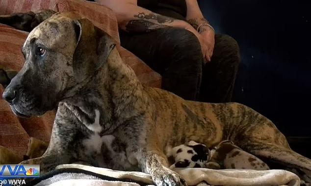 great dane mom nursing her puppies