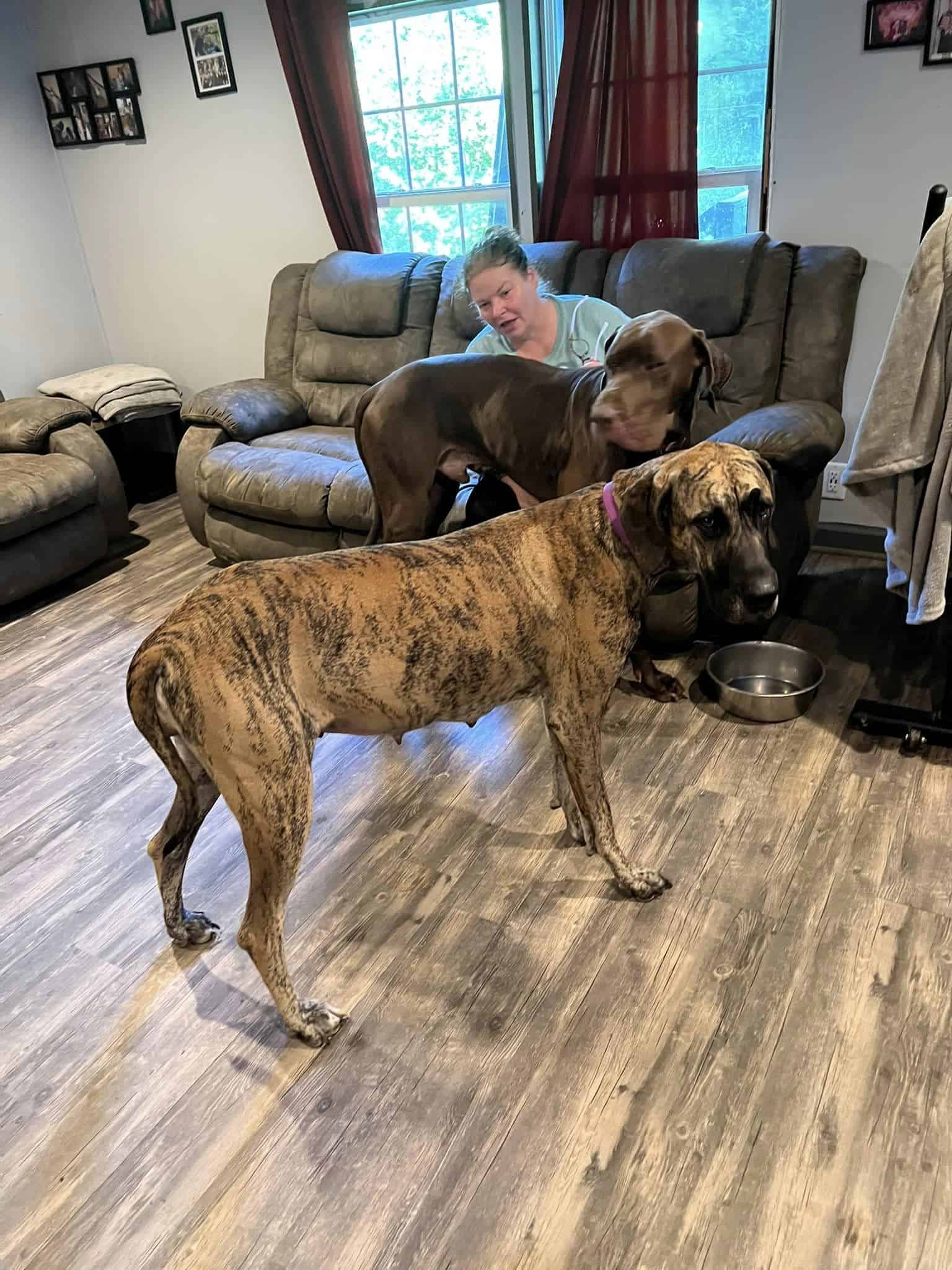 great dane siblings in their home