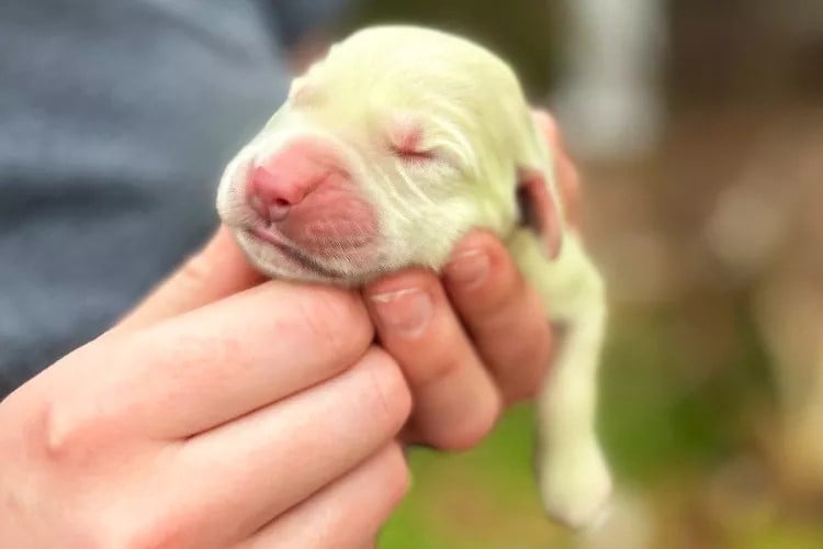 green coat golden retriever puppy