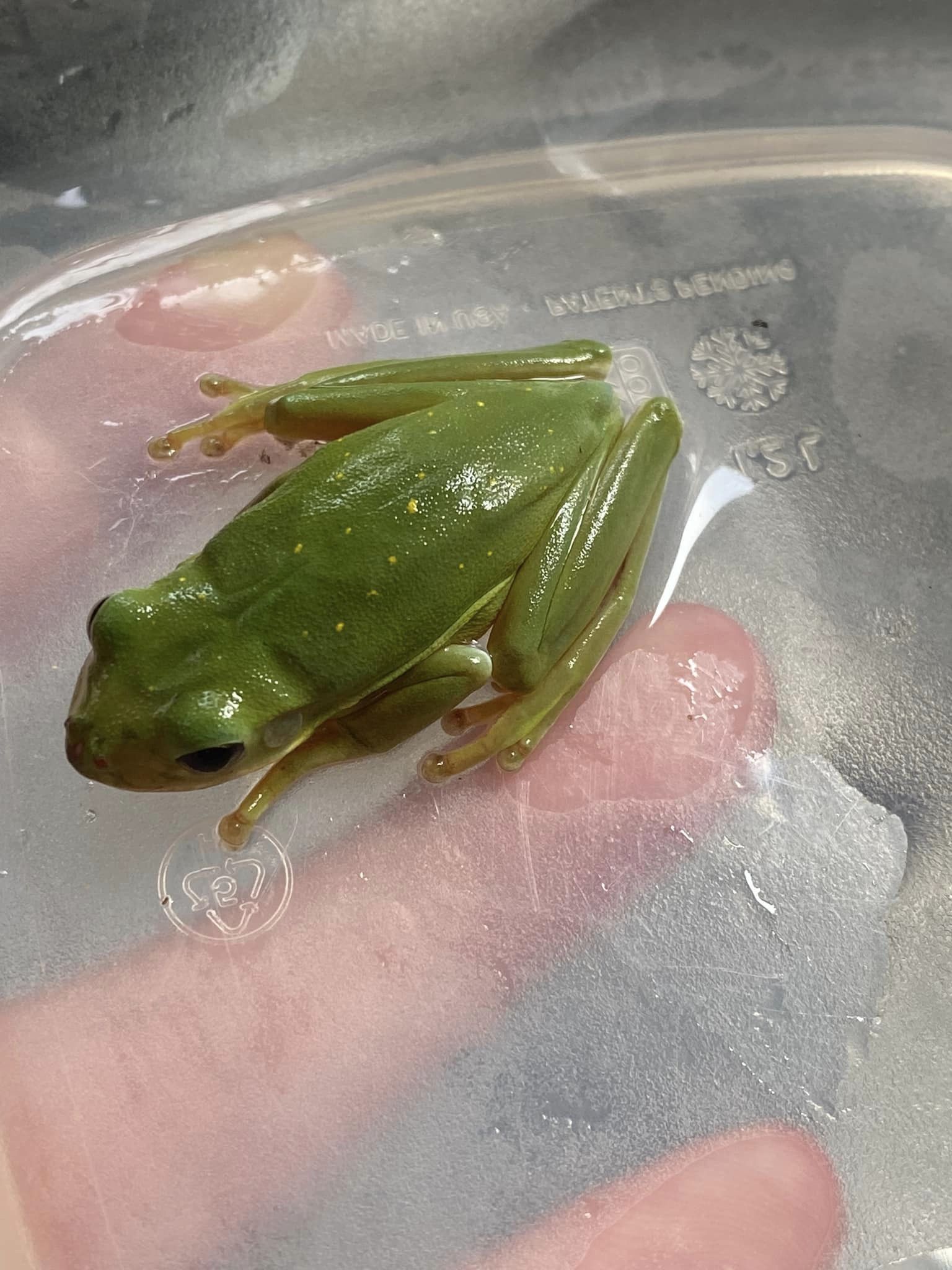 green frog