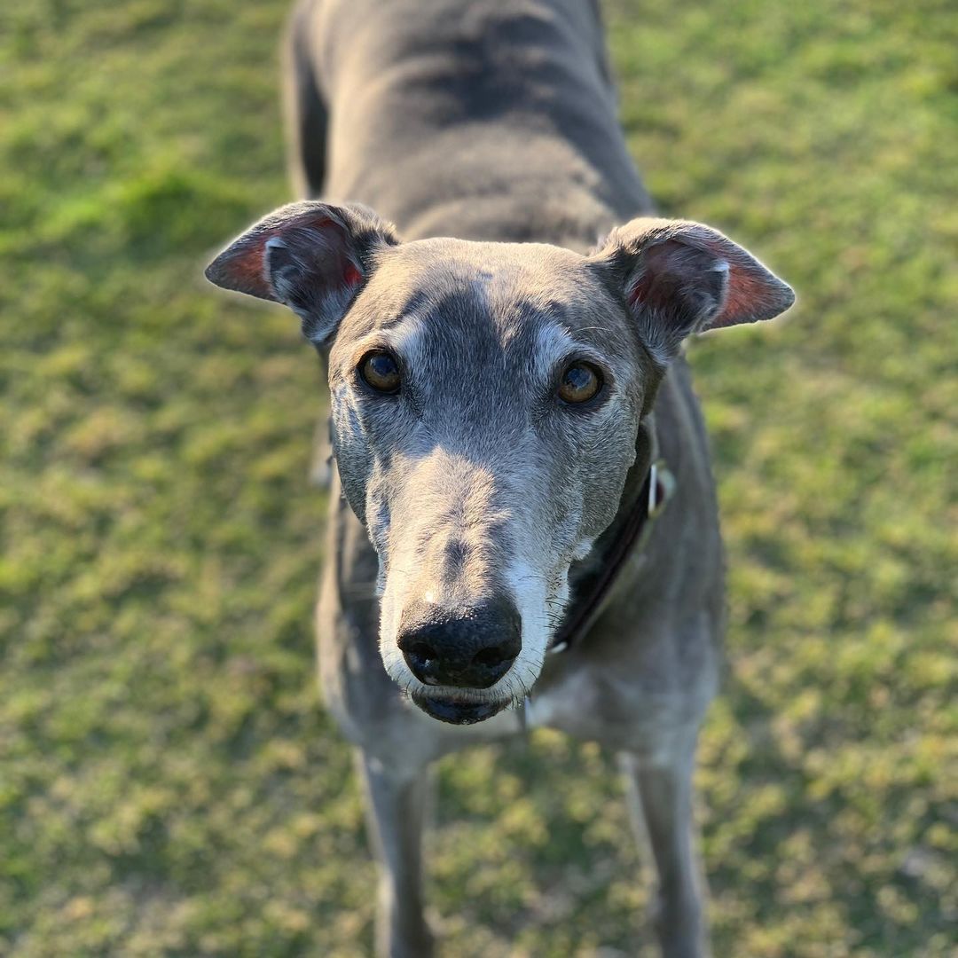 greyhound looking at the camera