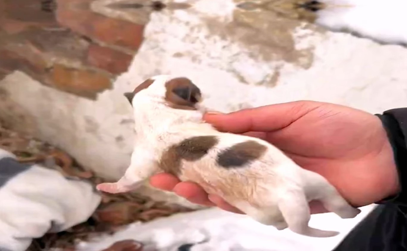 guy holding puppy in his hand