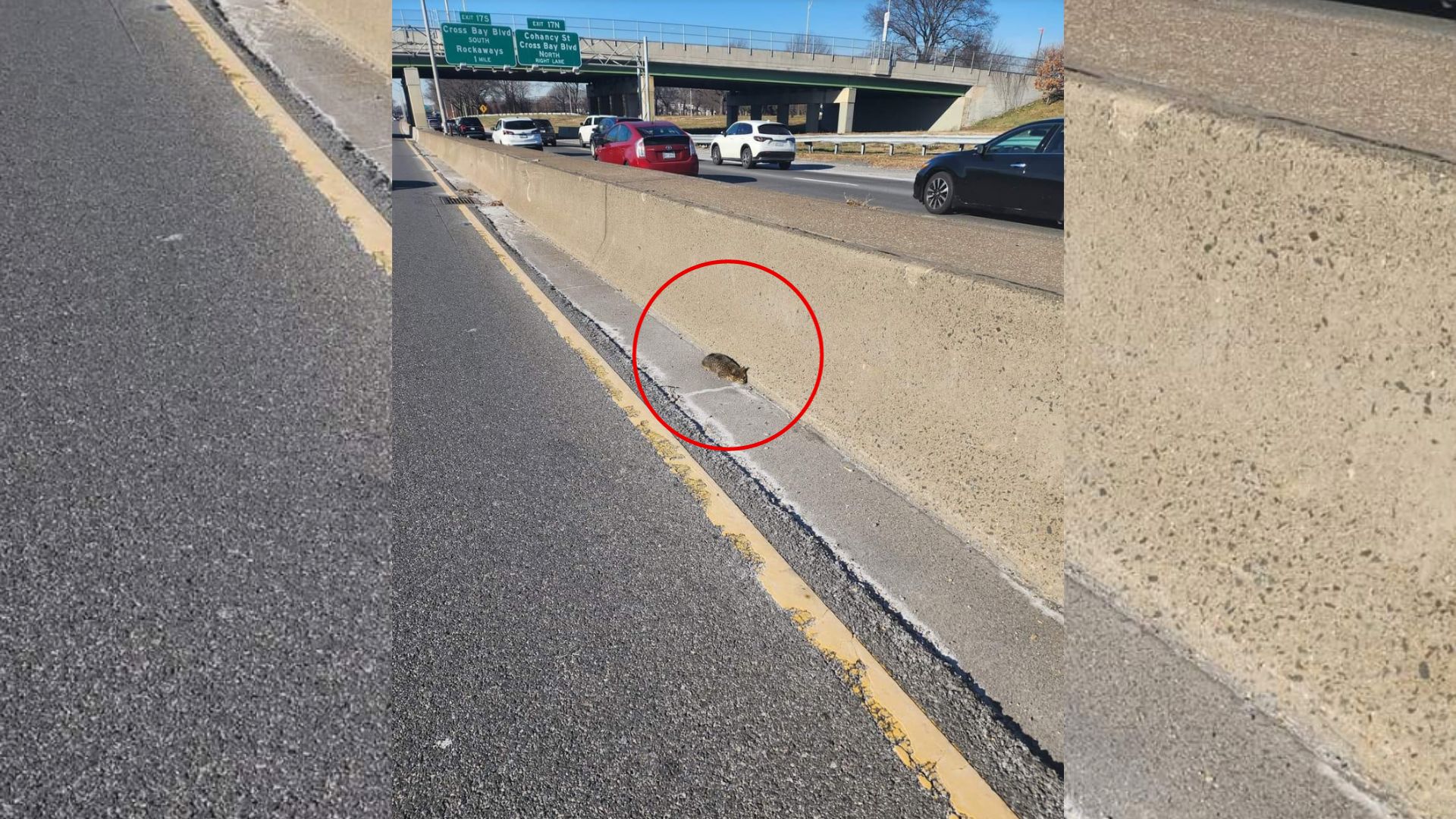 Man Was Shocked When He Realized What A Little Fluffy Ball On The Road Really Was